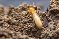 Termite Control Brisbane image 16